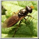 Cheilosia pagana - Erzschwebfliege w01.jpg